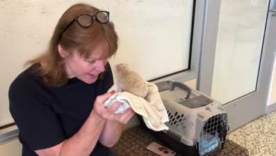 Rare albino hedgehog recused and sent to loving new home