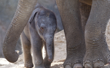 Dublin Zoo offering half price tickets this weekend for World Animal Day (again!)