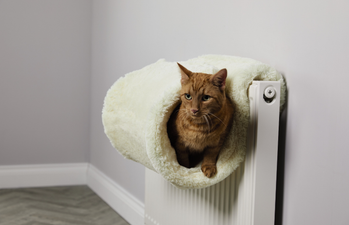 Aldi will be selling a cat radiator bed really soon and sorry, is there a human one on offer or?
