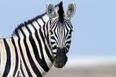 Zebra shot dead after escaping from circus in Germany