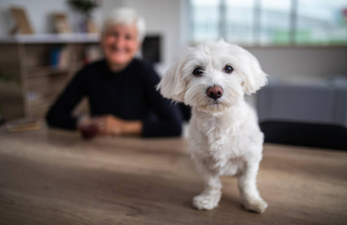 A retirement home only for old cats and dogs has opened up in the States