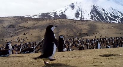 WATCH: The trailer for David Attenborough’s latest documentary series looks excellent