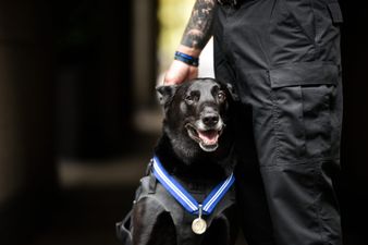 Dog receives ‘animal OBE’ for stopping potential attack on Barack Obama