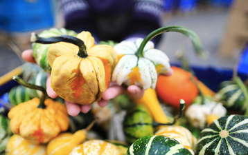 You can now buy adorable mini pumpkins in Tesco for one euro a go