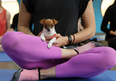 Dogs Trust did some puppy yoga recently and nah, sorry, too cute