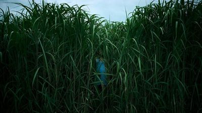 Netflix’s new horror In The Tall Grass is chilling in parts, but ultimately a bit flat