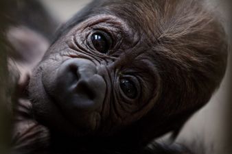 There’s a new (and very cute) baby gorilla at Dublin Zoo