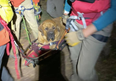 Big dog named Floyd rescued on stretcher after getting tired during hike
