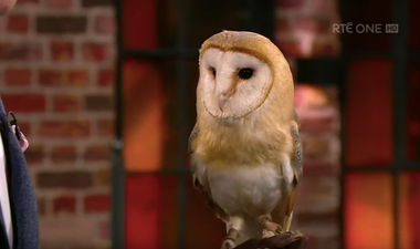 So, the Late Late Show Owl has been named Gabriel, following a public vote