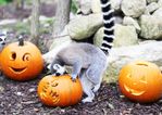 The Tayto Park Animals are all set for Halloween and they look adorable
