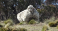 The world’s wooliest sheep, Chris, has sadly passed away