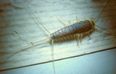 Dublin sees massive increase in skin-eating Silverfish insects
