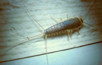 Dublin sees massive increase in skin-eating Silverfish insects