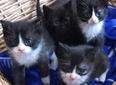 Five-week-old kittens rescued from burning building in Offaly