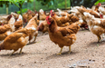 Man accidentally buys 1,000 chickens online for less than a euro