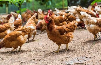 Man accidentally buys 1,000 chickens online for less than a euro