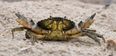 A live crab just sold at auction for $46,000 and we honestly don’t know what to say
