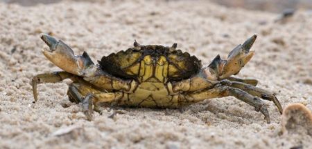 A live crab just sold at auction for $46,000 and we honestly don’t know what to say
