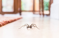 The definitive guide to keeping spiders out of your home this winter