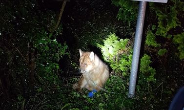 ISPCA appeals for information on severely injured dog found chained to gate