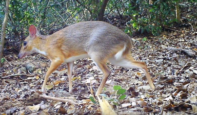 Vietnamese mouse-deer thought to be extinct spotted on camera for first time in 30 years