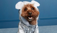 You need to see Penneys’ adorable new dog jammies that are only €8
