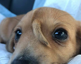 ‘Unicorn puppy’ with tail growing from his head is the most perfect little guy