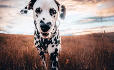Wiley the Dalmatian has a heart-shaped nose and that’s it, we’re done