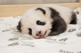 WATCH: Berlin Zoo’s baby panda twins are three months old and yeah, still too cute tbh