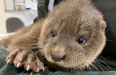 Warning: cute pic ahead – baby otter rescued from busy street