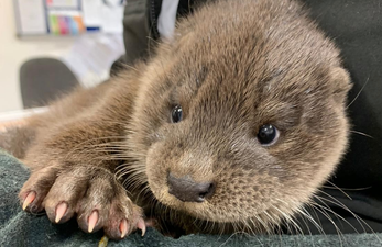 Warning: cute pic ahead – baby otter rescued from busy street