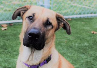 Stray dog found caring for five abandoned kittens and yes, we’re bawling