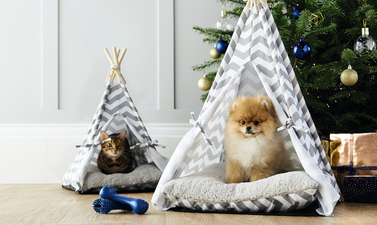 Pet teepees are now a thing, and we’ve never needed anything more in our lives