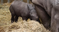 Rare baby white rhino born in Belgian zoo