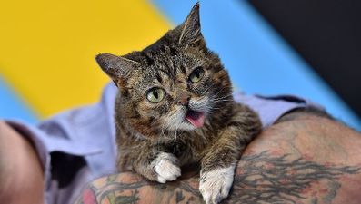 Famous internet cat sensation Lil Bub has died