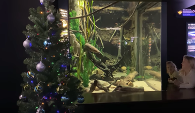 An electric eel is powering the Christmas tree lights at an aquarium