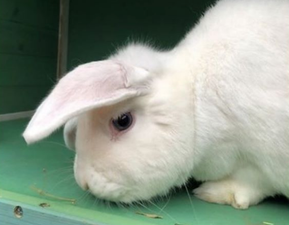 ‘Wonky’ the unicorn rabbit is looking for a forever home in the UK