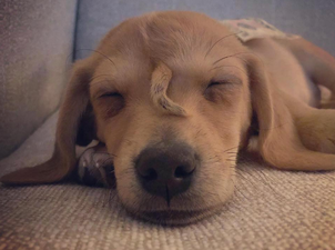 Narwhal the ‘unicorn puppy’ is officially being trained as a therapy dog