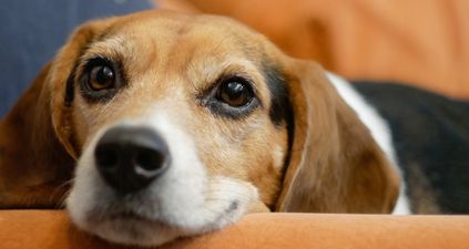 Public warned to be vigilant of bogus dog wardens trying to steal dogs