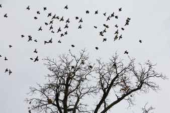 ‘Very strange’ Hundreds of birds found dead on Wales country road