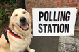 The #DogsAtPollingStations hashtag is in full swing this morning, and thank god