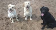 Temporary homes needed for training for guide dogs