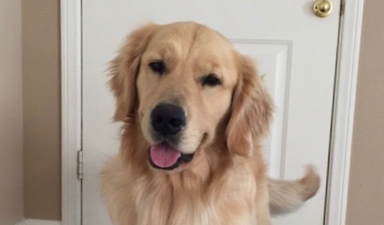 Fuller House’s dog Cosmo has passed away after complications from surgery