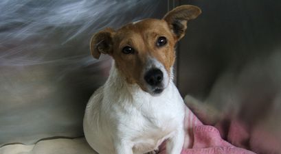 The DSPCA are looking for foster homes for dogs and cats over Christmas