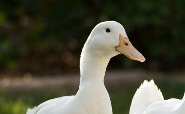 Lonely, sad duck seeks companion after bobcat eats its mate