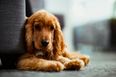 Bella and Simba – These are the dog names most likely to trend in 2020