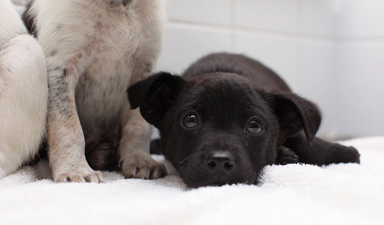 DSPCA need forever homes for 4 puppies abandoned just before Christmas