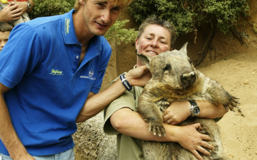 Wombats are really, very big and the internet simply refuses to believe it