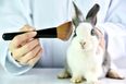Sale of cosmetics tested on animals banned in California, Nevada, and Illinois