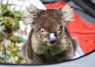 A koala hospital has opened up in a primary school near Adelaide, Australia